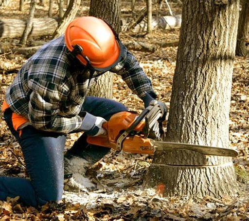 Tree Removal in Winn, MI
